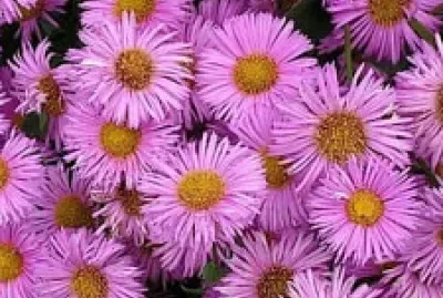 Flor rosa jigsaw puzzle