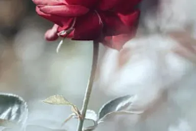 Rosa jigsaw puzzle