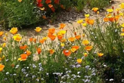 Flores jigsaw puzzle