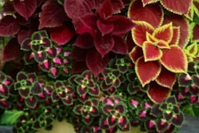 Flores jigsaw puzzle