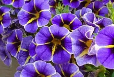 Flores jigsaw puzzle