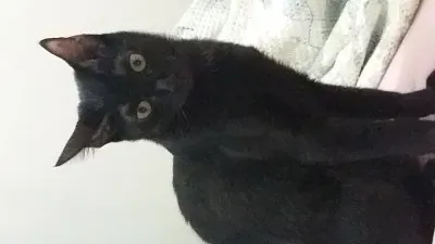 Tchuca jigsaw puzzle