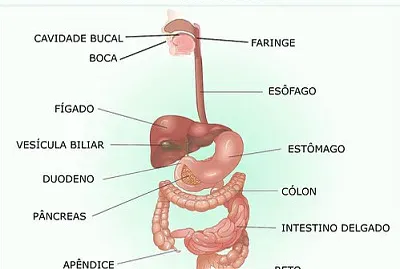 montar quebra cabeÃ§a jigsaw puzzle
