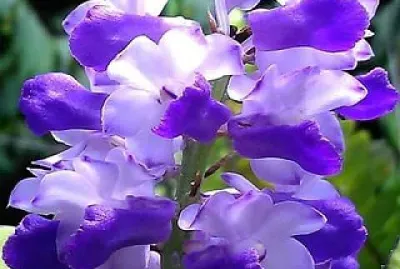 flores violeta jigsaw puzzle