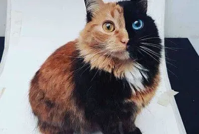 manchita jigsaw puzzle