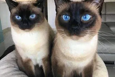 gatos
