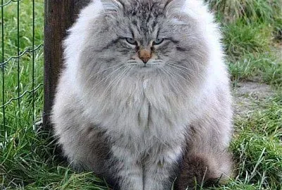 pelusita jigsaw puzzle