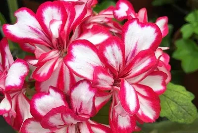 rosal jigsaw puzzle