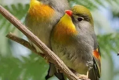natural