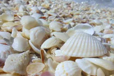 Conchas jigsaw puzzle