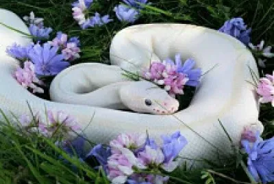 Cobra