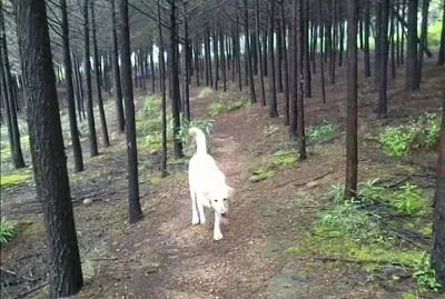 En el bosque