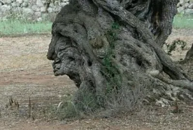 FACCIA DI LEGNO