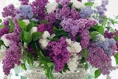 flores