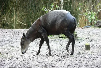 Cefalopo dal dorso giallo