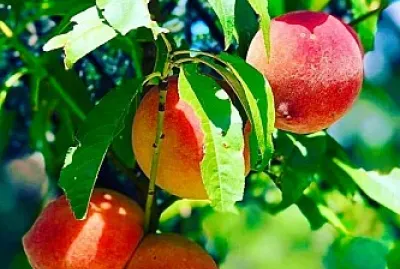 frutas