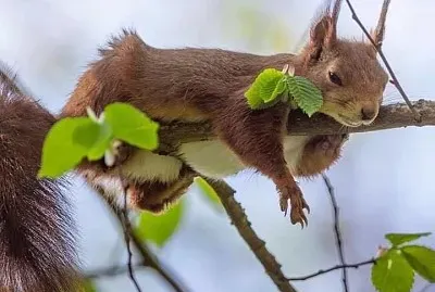 פאזל של animales