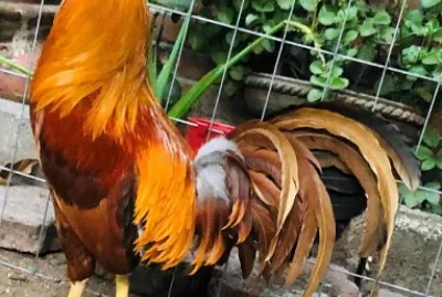 AlazÃ¡n