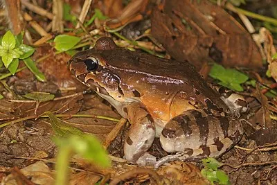 Dai piedi sottili di savage