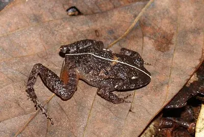 Polittico di craugastor