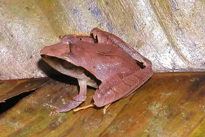 Eleutherodactylus minus