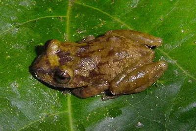 Eleutherodactylus ionthis