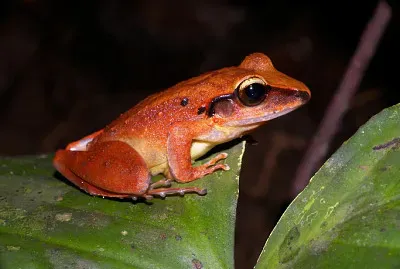 Craugastu fitzingeri