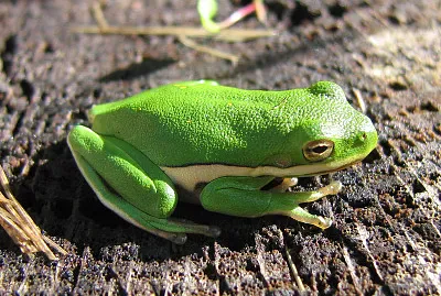 Di albero verde americano