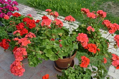 fleur jigsaw puzzle