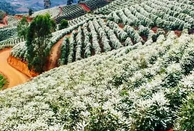 imagem jigsaw puzzle