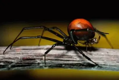 Ragno dalla schiena rossa