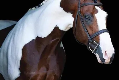 natural jigsaw puzzle