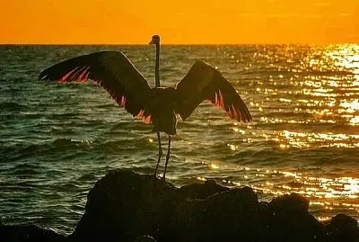 natural jigsaw puzzle