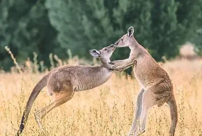 PQPENPQQ jigsaw puzzle