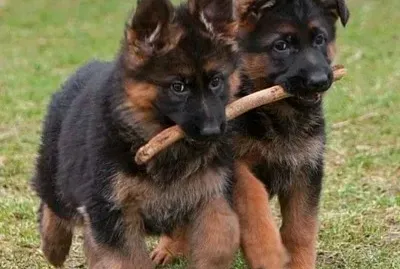 Pastores Alemanes cachorros jigsaw puzzle