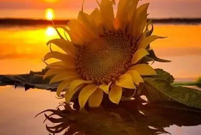 flores jigsaw puzzle