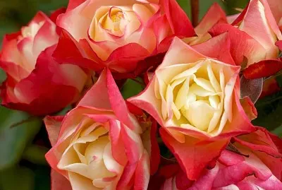 flores