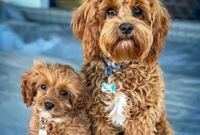 פאזל של animales traviesos