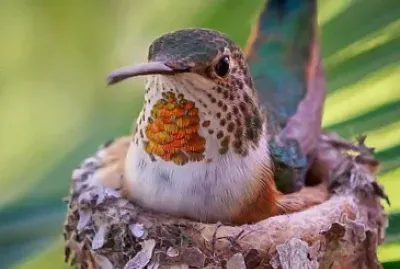 natural