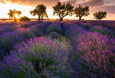 natural jigsaw puzzle