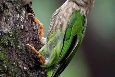 natural jigsaw puzzle