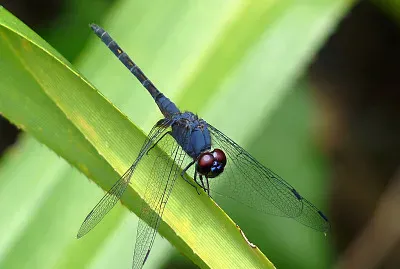 Trithemis festiva