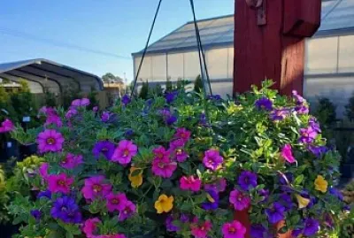 flores