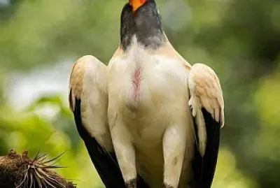 natural jigsaw puzzle