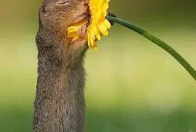 flores jigsaw puzzle