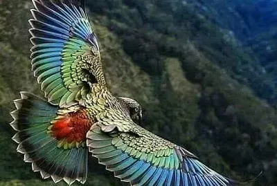 新西蘭高山鸚鵡