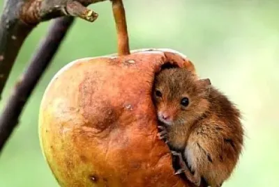 natural jigsaw puzzle