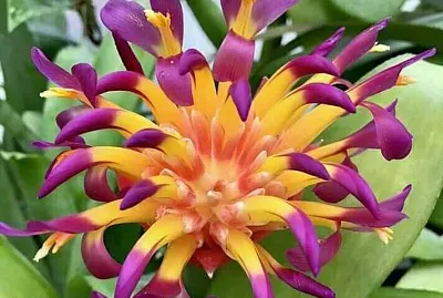 flores