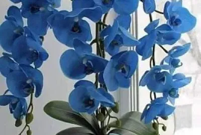 flores