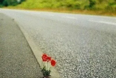 naturaleza